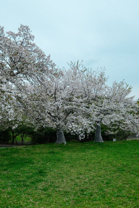 最近見たもの