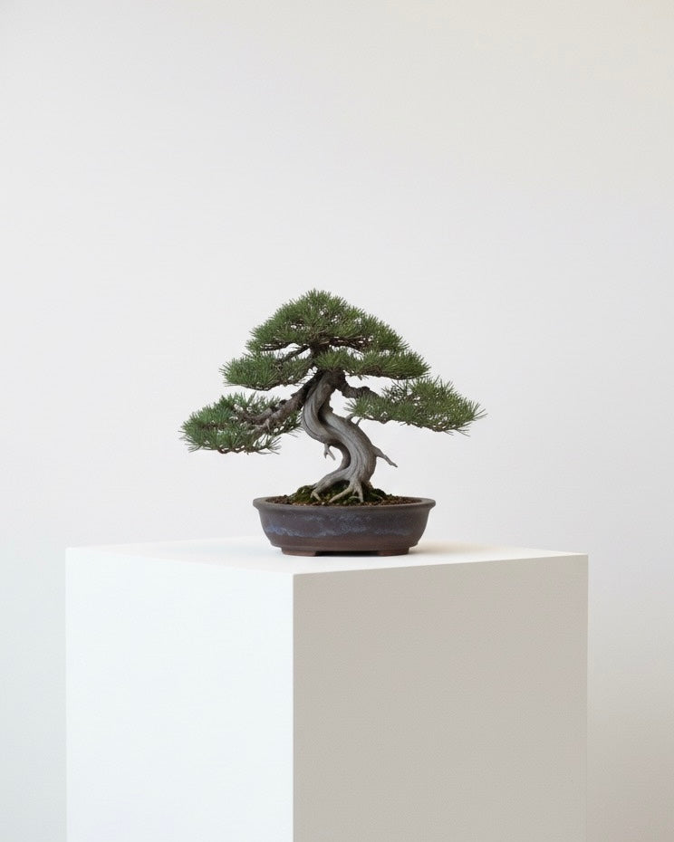 GOYŌMATSU SIGNET RING