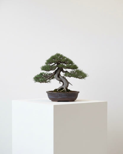 GOYŌMATSU SIGNET RING / シグネットシルバーリング